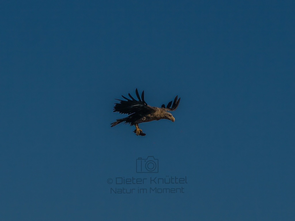 P1001704-LR-topaz-enhance | Natur im Moment - Realisiert mit Pictrs.com