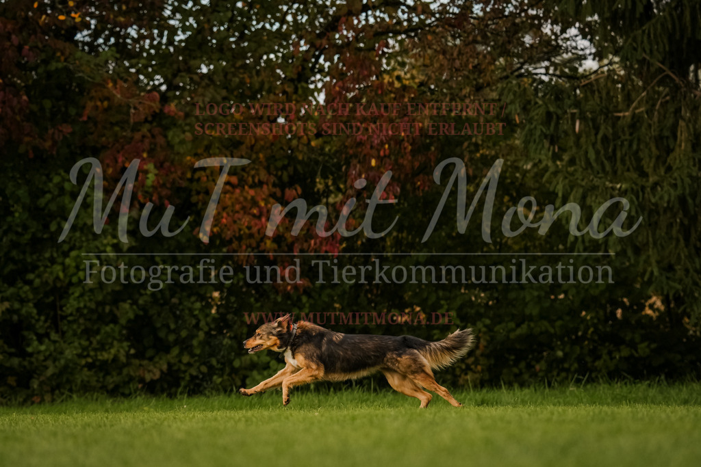 20251005_THS_Turnier-592 | MuT (Mensch und Tier) mit Mona - Fotografie und Tierkommunikation - Realisiert mit Pictrs.com