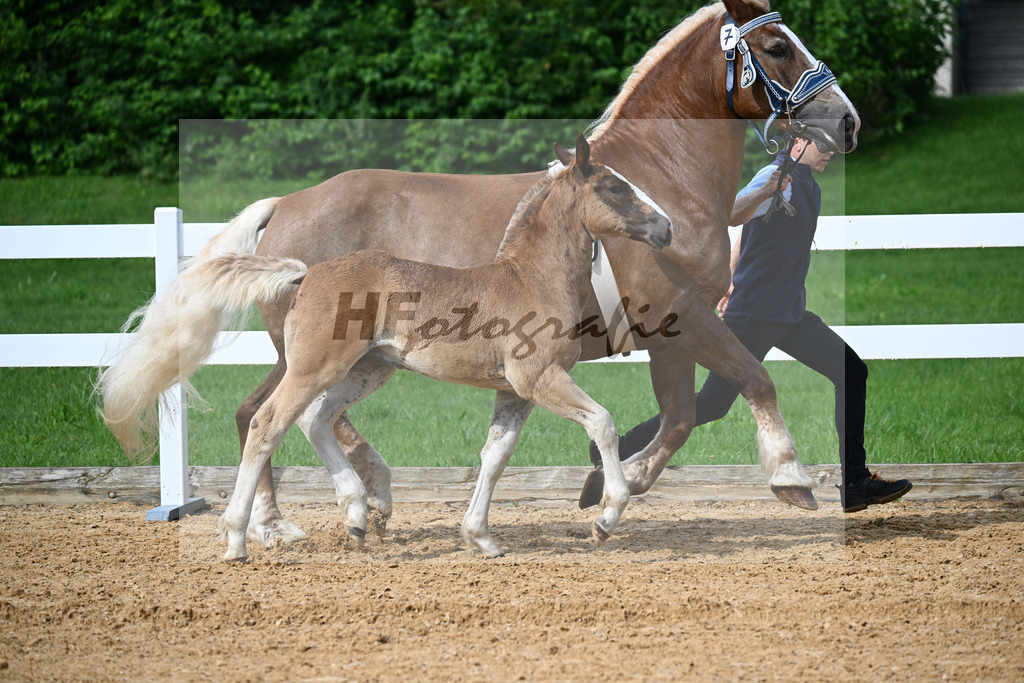 Kat-Nr. 7 Rivaldo x Schogun_HLG Schwaiganger_27140160 | hf-fotografie - Realisiert mit Pictrs.com