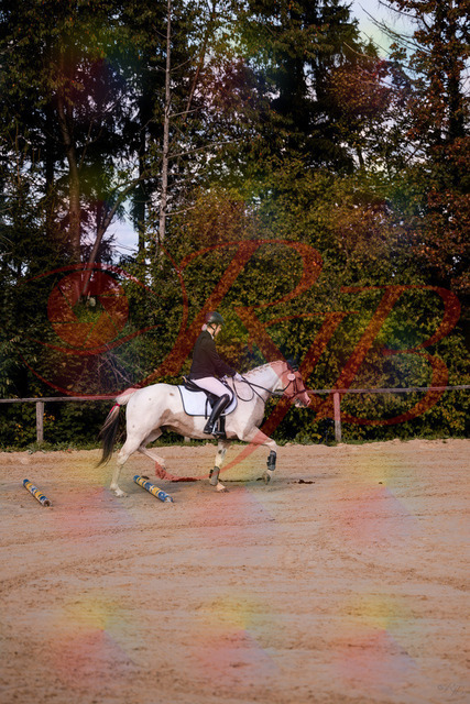 2026_10_03_Siefer-Hof_144156_Z81_14513528 | Professionelle Reitsport-, Turnier- und Eventfotografie von Robert Broda. Galerien mit ausgewählten und bearbeiteten Bildern direkt online ansehen und bestellen.