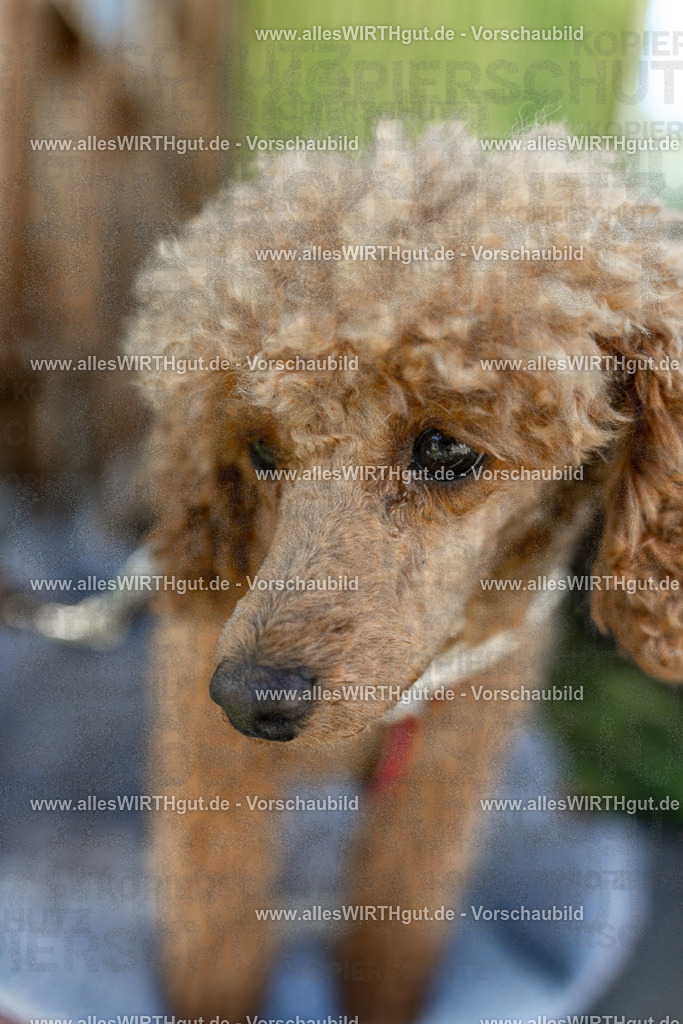 Hundeschwimmen_Volksbad_2026-allesWIRTHgut_Tierfotografie-2609061111-102159-7R509513 | Professionelle Tierfotografie in Mönchengladbach von Daniel Wirth (allesWIRTHgut). Liebevolle & natürliche Bilder von Hunden & Katzen für unvergessliche Erinnerungen.