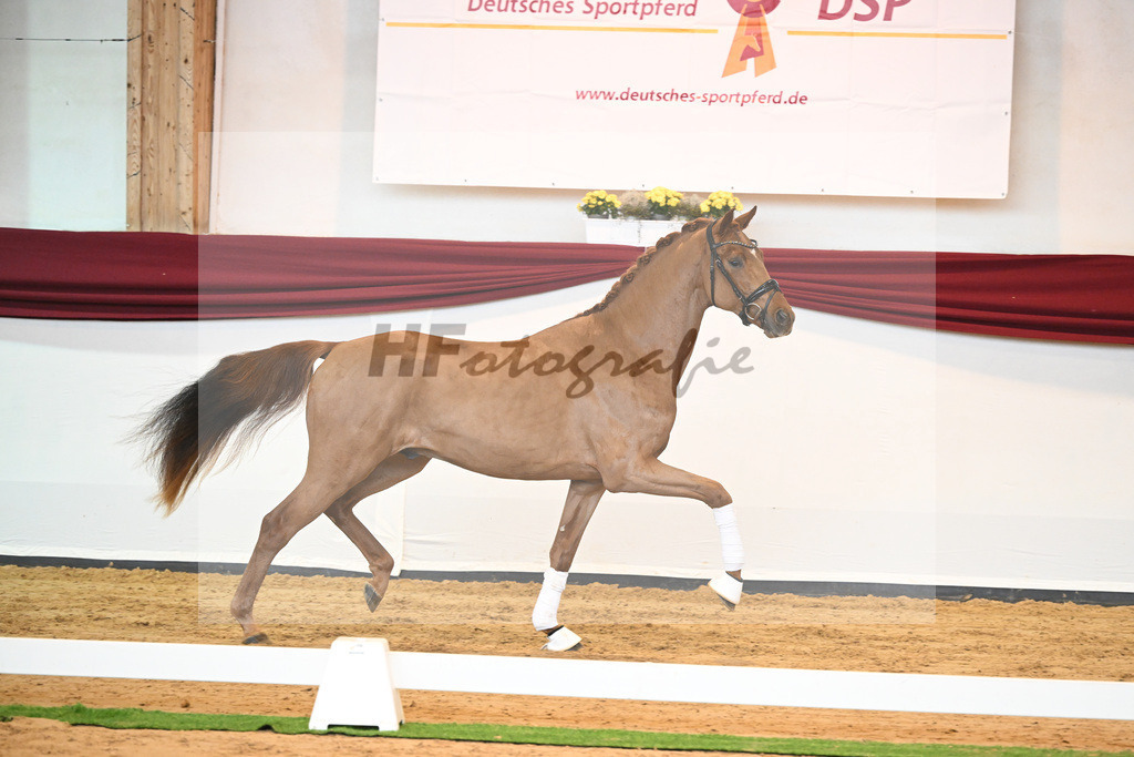 Kat-Nr. 52 v. Vaderland_Galneder_66220748 | hf-fotografie - Realisiert mit Pictrs.com