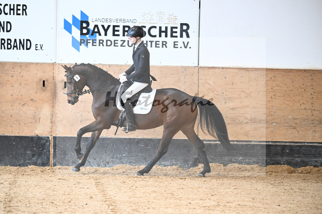 Kat-Nr. 4 Lisl-P v. Fail Deal_Purucker_50250122 | hf-fotografie - Realisiert mit Pictrs.com