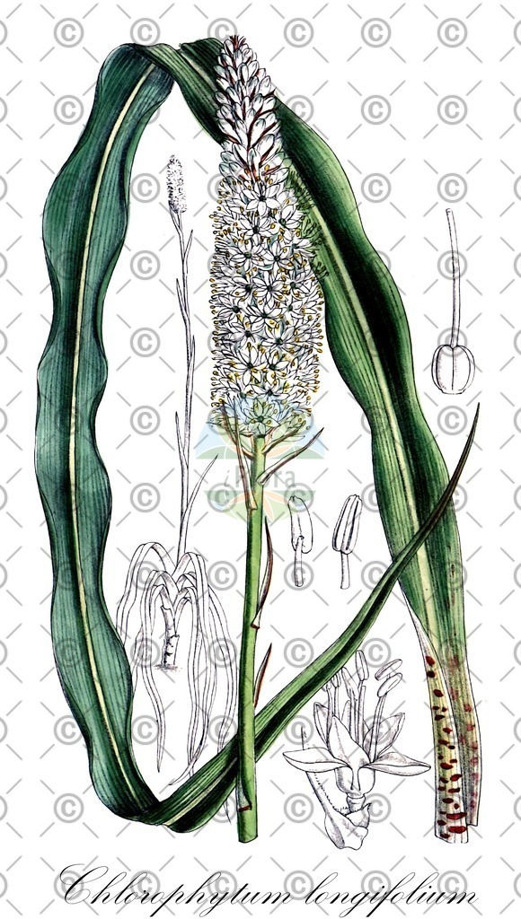 HistAbb_wfo-0000763462_1_ENZY_Simple | Historische Abbildung von Chlorophytum longifolium - Asparagaceae | Historical Illustration of Chlorophytum longifolium - Asparagaceae