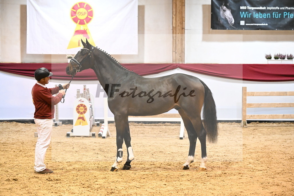 Kat-Nr. 18 Coeur de Bella Donna x Contendro I_Gestuet Greim_47241196 | hf-fotografie - Realizzato con Pictrs.com
