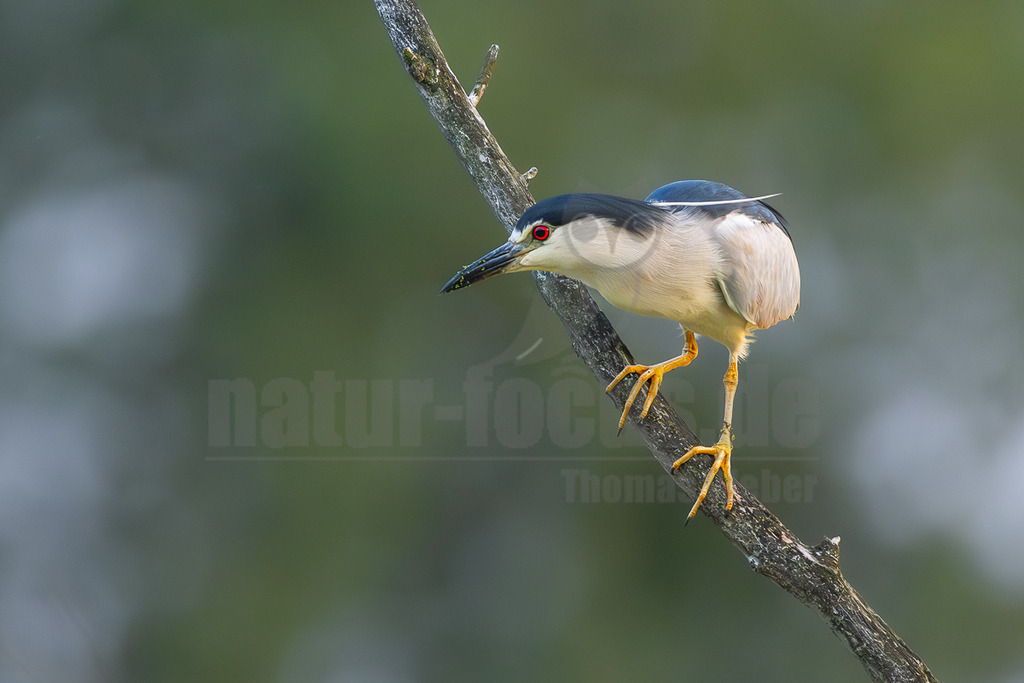 R6NF4141_20250808 | Ein Nachtreiher (Nycticorax nycticorax) sitzt auf einem kahlen Ast und hält ein kleines Insekt oder eine Larve in seinem Schnabel. Der Vogel hat ein markantes schwarzes Oberteil, einen weißen Bauch, graue Flügel und leuchtend rote Augen. Seine kräftigen Beine und Füße sind gelb. Der Hintergrund ist unscharf und zeigt grüne und graue Farbtöne, was den Fokus auf den Vogel lenkt. Die Interaktion zeigt den Reiher bei der Nahrungsaufnahme. - Realisiert mit Pictrs.com