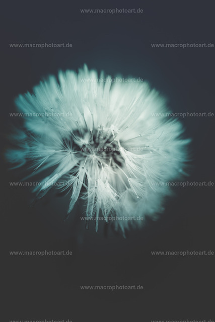 Pusteblume | Samtig weiche Fächer einer Pusteblume - Realisiert mit Pictrs.com