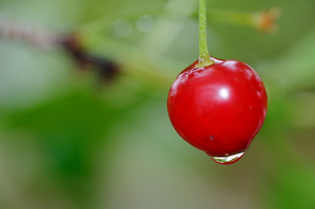 rote Weichseln | Rohrbrunn, Austria - June 24, 2011: rote Weichseln. - Realisiert mit Pictrs.com