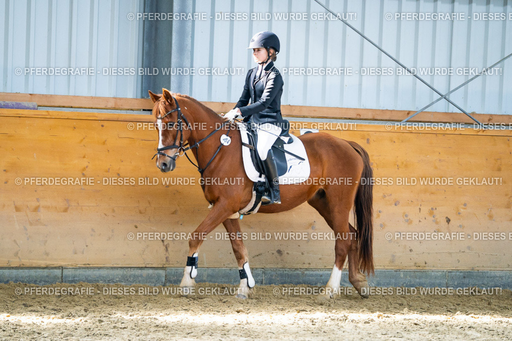 DSC02190 | Pferdegrafie