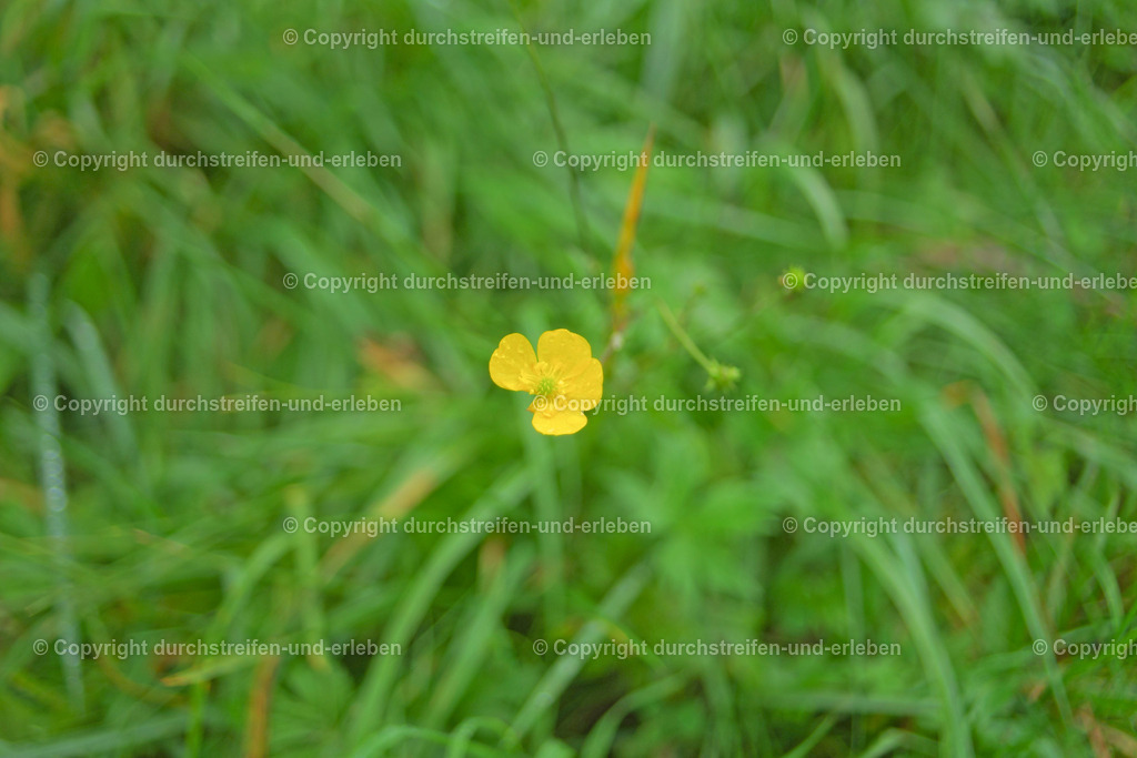 Scharfer  Hahnenfuß, eine der letzten blühenden Pflanzen im Oktober | Eine der lerzten blühenden Pflanzen Ende Oktober im Naturschutzgebiet Rieselfelder in Münster ist der Scharfe Hahnenfuß. - Realisiert mit Pictrs.com