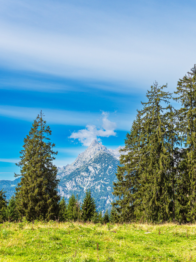 Bäume auf der Litzlalm in den Alpen in Österreich | Bäume auf der Litzlalm in den Alpen in Österreich.
