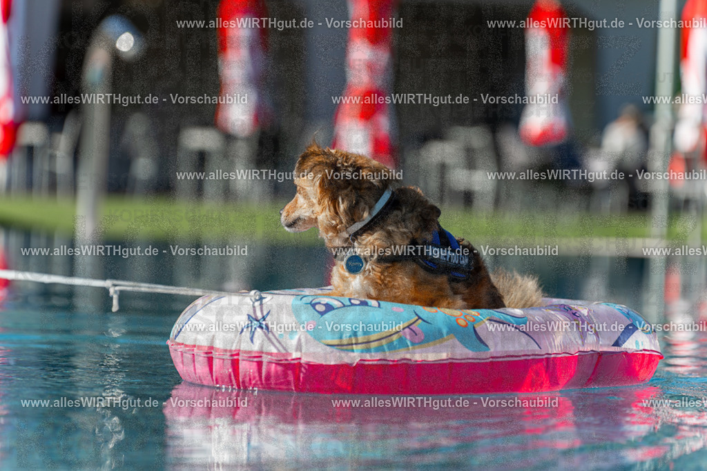 Hundeschwimmen_Volksbad_2026-allesWIRTHgut_Tierfotografie-2609061046-095638-7R509163 | Professionelle Tierfotografie in Mönchengladbach von Daniel Wirth (allesWIRTHgut). Liebevolle & natürliche Bilder von Hunden & Katzen für unvergessliche Erinnerungen.