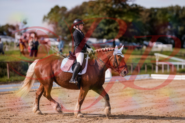 2026_10_03_Siefer-Hof_114105_Z81_83880530 | Professionelle Reitsport-, Turnier- und Eventfotografie von Robert Broda. Galerien mit ausgewählten und bearbeiteten Bildern direkt online ansehen und bestellen.