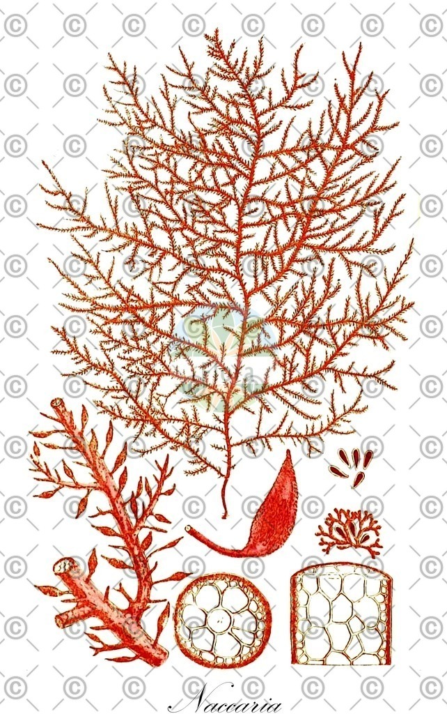 HistAbb_7PPPB_1_ENZY_Simple | Historische Abbildung von Naccaria - Naccariaceae (0) | Historical Illustration of Naccaria - Naccariaceae (0)