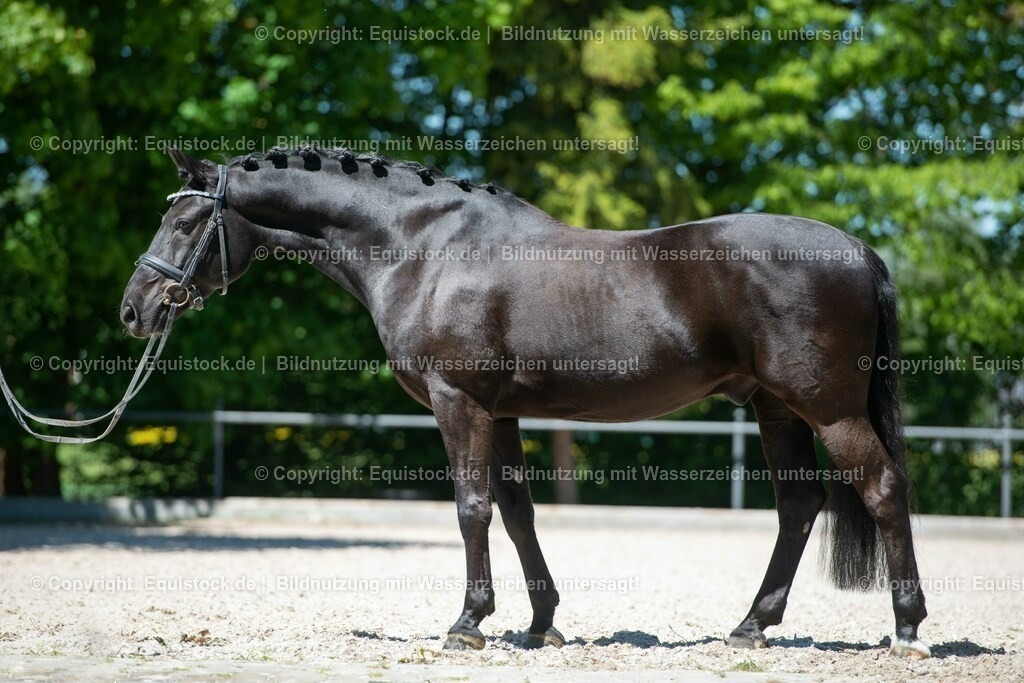 20210531_Warmblut-im-Portrait_0004 | Foto: Thomas Hartig