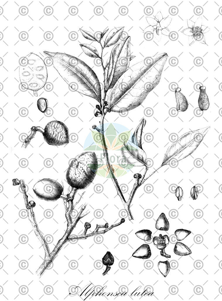 HistAbb_wfo-0000527354_1_ENZY_Simple | Historische Abbildung von Alphonsea lutea - Annonaceae | Historical Illustration of Alphonsea lutea - Annonaceae