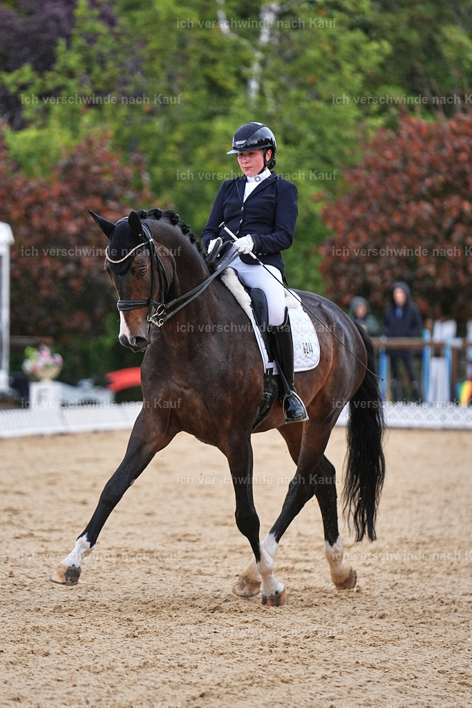 05-244-DRESSUR M_  -Marixx-4965 | working equitationturnier fotograf videograf stoibphotography marixx film working equitation deutschland reitsport turnierfotografie eventfotografie equestrian events
