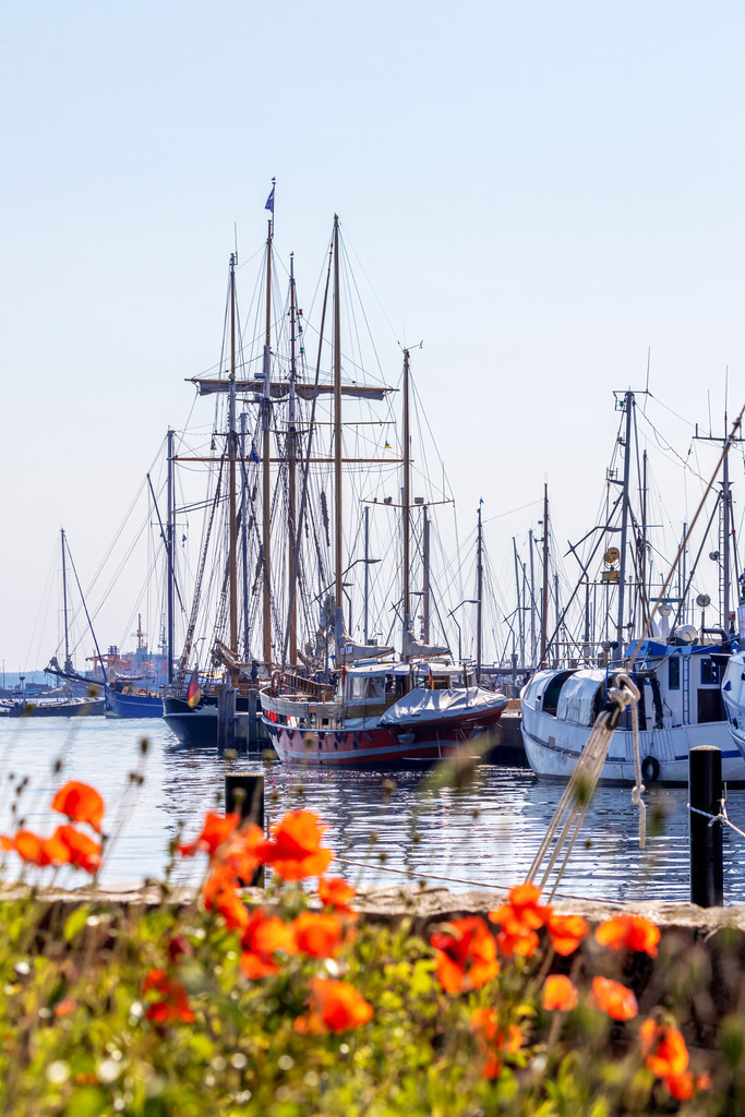 XXL Wandbild: Traditionssegler und Mohnblumen am Hafen | Dieses XXL Wandbild im Querformat zeigt einen Ostseehafen im Frühling. Im Vordergrund sind blühende Mohnblumen in der Unschärfe zu sehen. In der Mitte des Wandbilds befinden sich Boote und Traditionssegler.  - Realisiert mit Pictrs.com