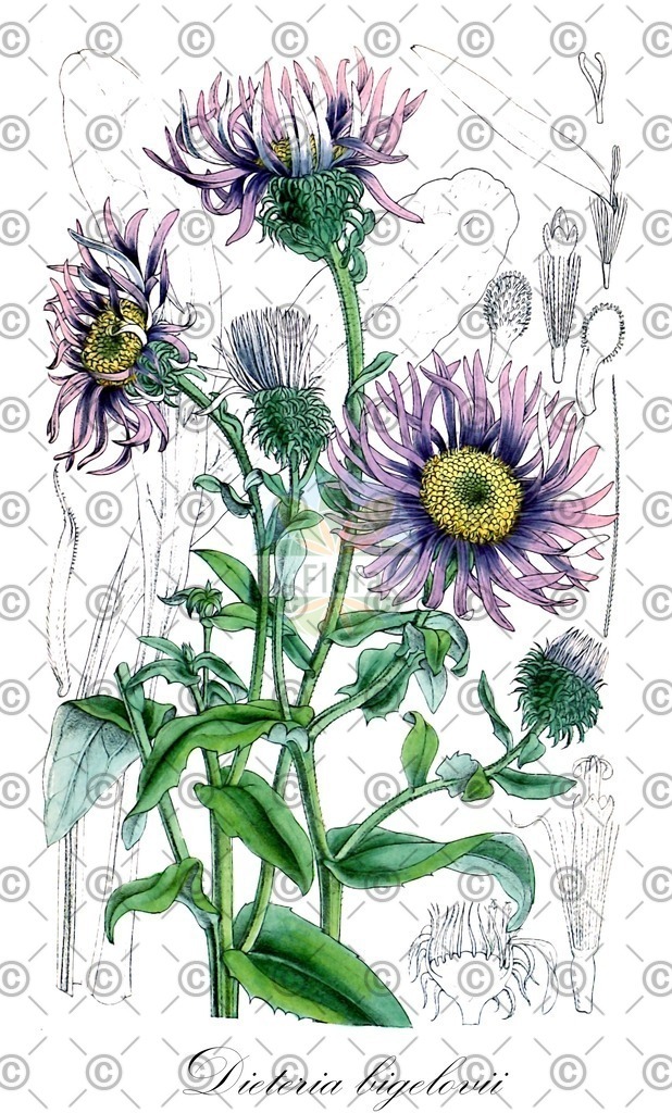HistAbb_45D4_1_ENZY_Simple | Historische Abbildung von Dieteria bigelovii - Asteraceae | Historical Illustration of Dieteria bigelovii - Asteraceae