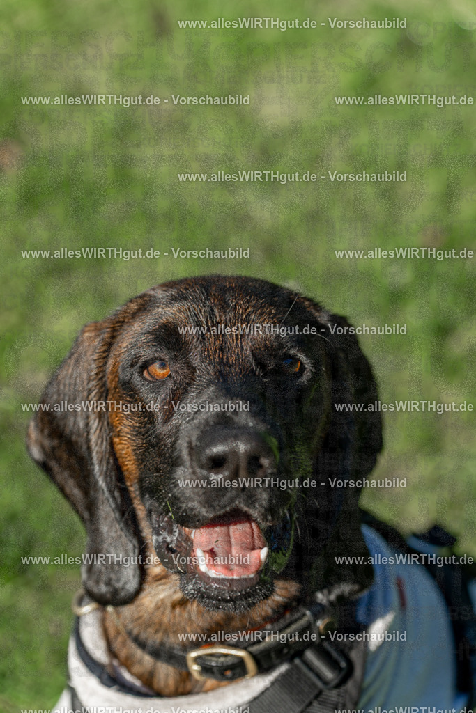Hundeschwimmen_Volksbad_2026-allesWIRTHgut_Tierfotografie-2609061040-095025-7R509147 | Professionelle Tierfotografie in Mönchengladbach von Daniel Wirth (allesWIRTHgut). Liebevolle & natürliche Bilder von Hunden & Katzen für unvergessliche Erinnerungen.