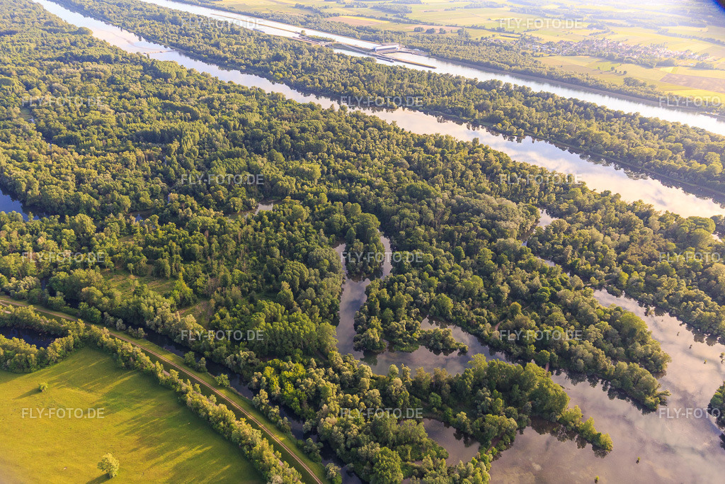 Altrheinarme im Naturschutzgebiet Taubergiessen zwischen Rheinauen und Rhein | Luftbild: Altrheinarme im Naturschutzgebiet Taubergiessen zwischen Rheinauen und Rhein im Ortsteil Rheinau in Ortenaukreis im Bundesland Baden-Württemberg in Deutschland. Foto: IMG_147328.jpg vom 29.05.2025 durch Werner Riehm/FLY-FOTO.de - Realisiert mit Pictrs.com