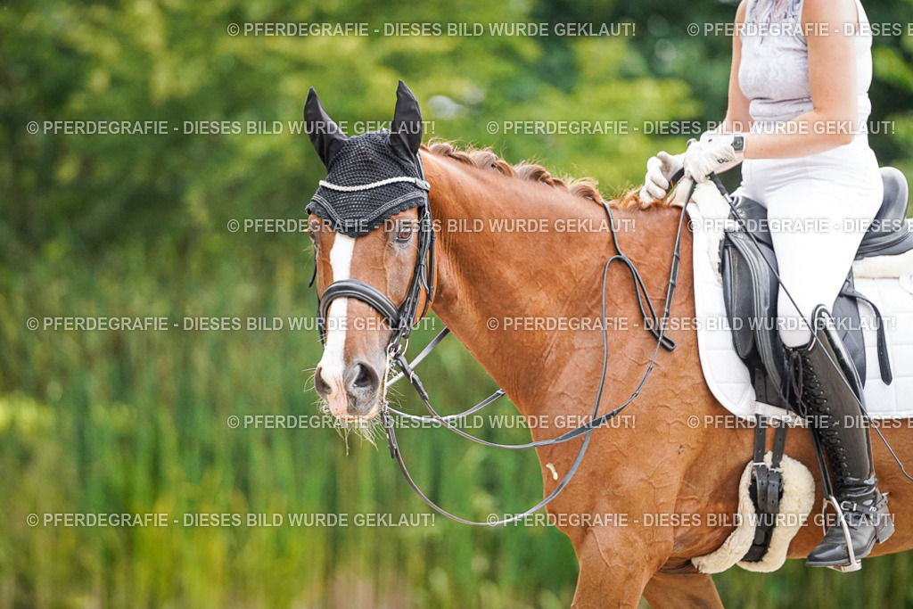 DSC08671 | Pferdegrafie