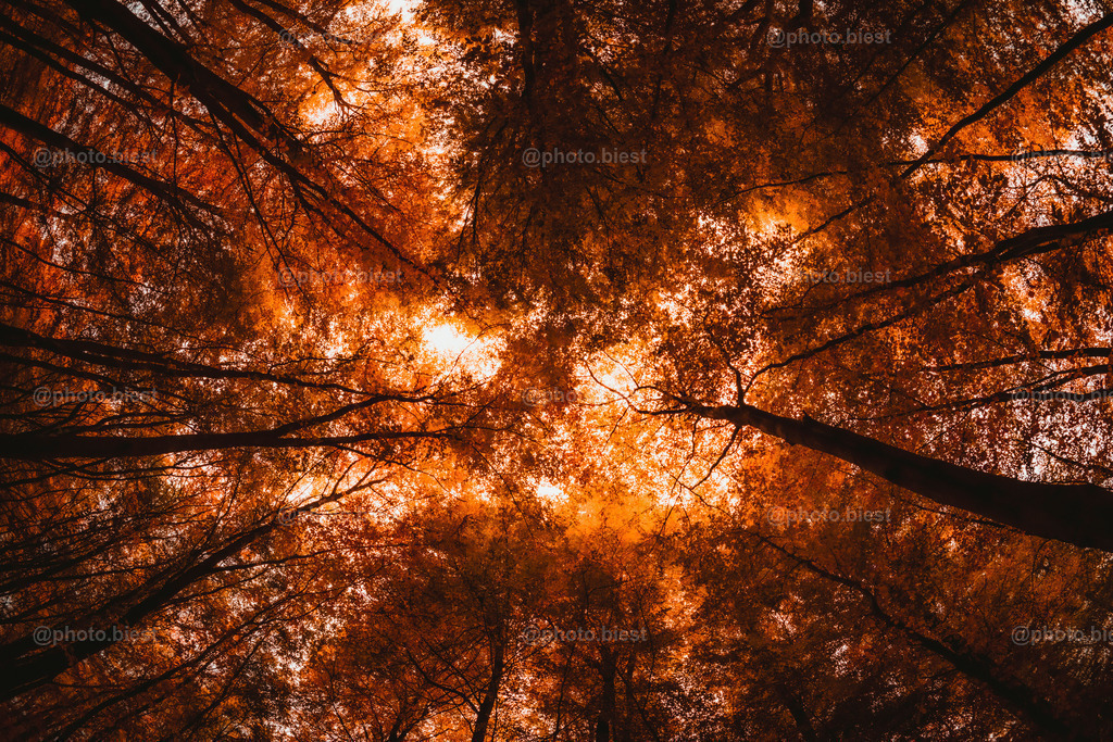 Grab the Orange Sky | Auf dem Rücken am Boden liegend die herbstlichen Bäume über mir fotografiert. - Realisiert mit Pictrs.com