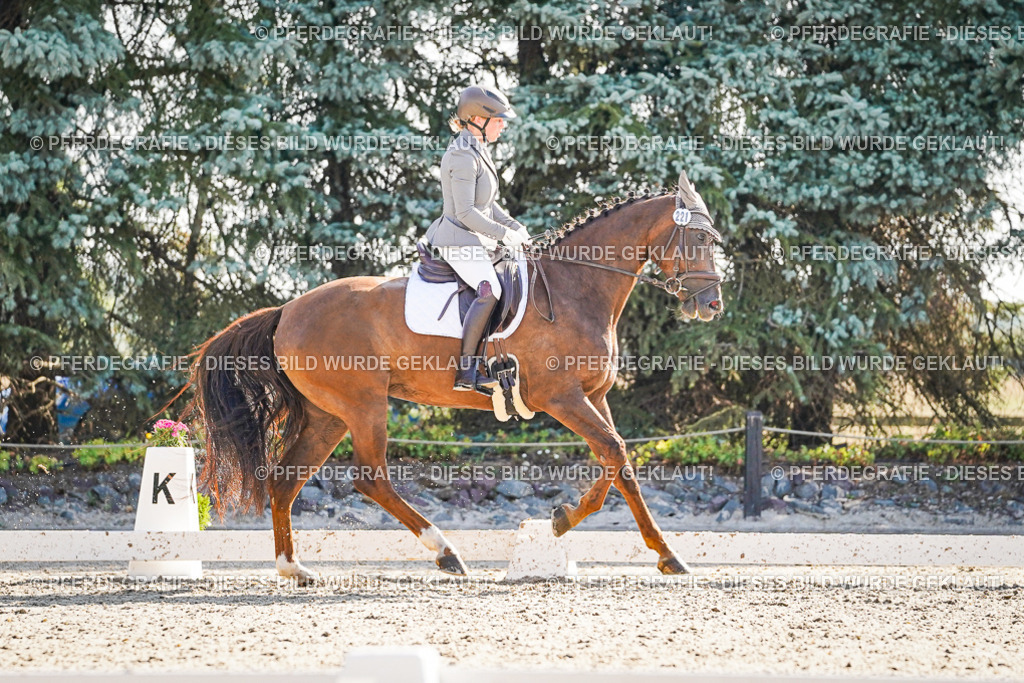 DSC09878 | Pferdegrafie