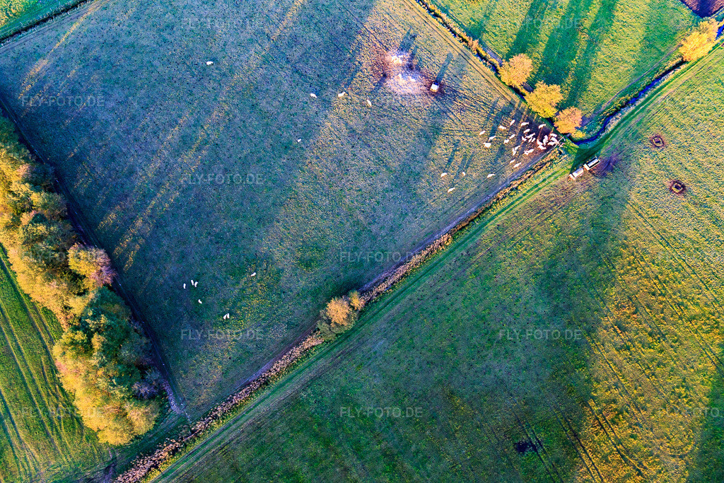 Luftbild: Weidende Schafe im Ortsteil Schaidt in Wörth im Bundesland Rheinland-Pfalz in Deutschland. Foto: IMG_104452.jpg vom 31.10.2017 durch Werner Riehm/FLY-FOTO.de
