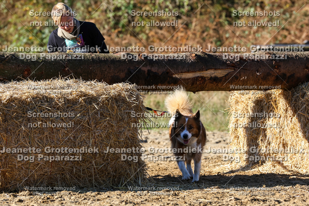 Dog Paparazzi - Strongdog 10-25-2189 | Dog Paparazzi Jeanette Grottendiek Fotografie & Videografie - Realisiert mit Pictrs.com