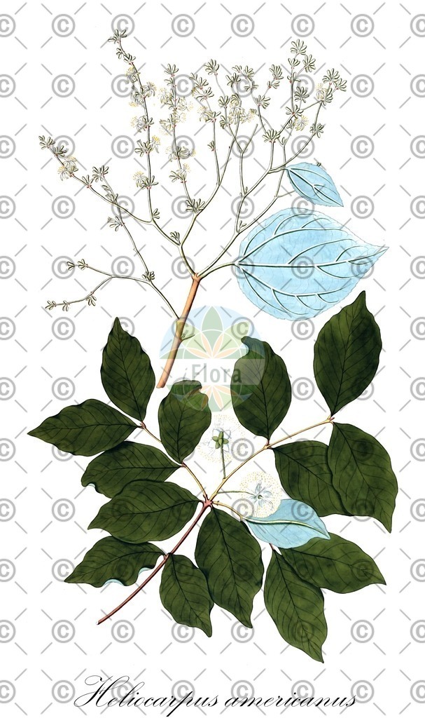 HistAbb_wfo-1000040136_1_ENZY_Simple | Historische Abbildung von Heliocarpus americanus - Malvaceae | Historical Illustration of Heliocarpus americanus - Malvaceae