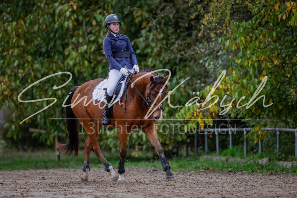 20251012-_3LI2753 | Tierfotografie Pferde, Hunde, Katzen, Haustiere.
Turnierfotografie Reitturniere, Reiten, Springreiten, Dressur in Hanau, dem Main-Kinzig-Kreis und dem Rhein-Main- Gebiet um Frankfurt