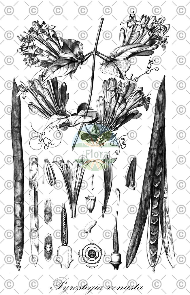 HistAbb_wfo-0001171968_1_ENZY_Simple | Historische Abbildung von Pyrostegia venusta - Bignoniaceae | Historical Illustration of Pyrostegia venusta - Bignoniaceae
