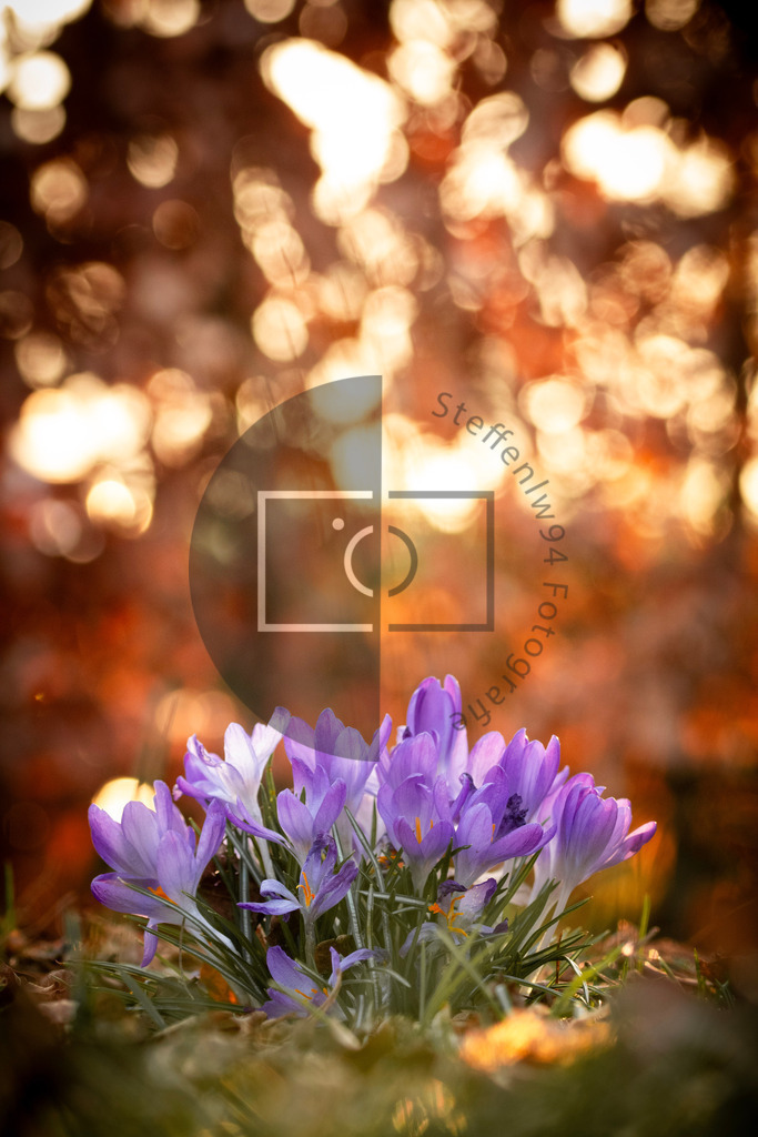 Wandbild Krokusse im schönen Bokeh | Ich bin Fotograf und auf meiner Webseite hast du die Möglichkeit meine fotografie als Wandbilder druckfertig für dein Zuhause zu bestellten. - Realisiert mit Pictrs.com