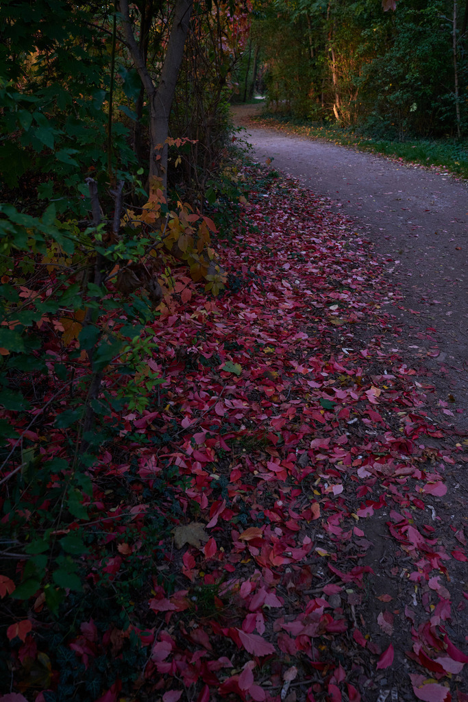 bunte Blätter nebem einem Waldweg | Wien, Austria - October 17, 2022: bunte Blätter nebem einem Waldweg - Realisiert mit Pictrs.com