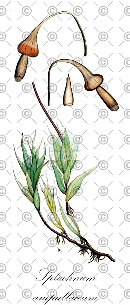 HistAbb_wfo-0001190508_1_ENZY_Simple | Historische Abbildung von Splachnum ampullaceum - Splachnaceae | Historical Illustration of Splachnum ampullaceum - Splachnaceae