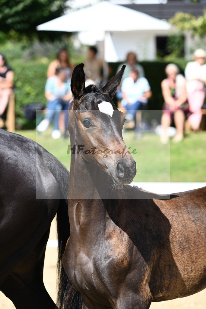 Kat-Nr. 17 HF Floricello x Sir Donnerhall_Zimmermann_27230228 | hf-fotografie - Realisiert mit Pictrs.com