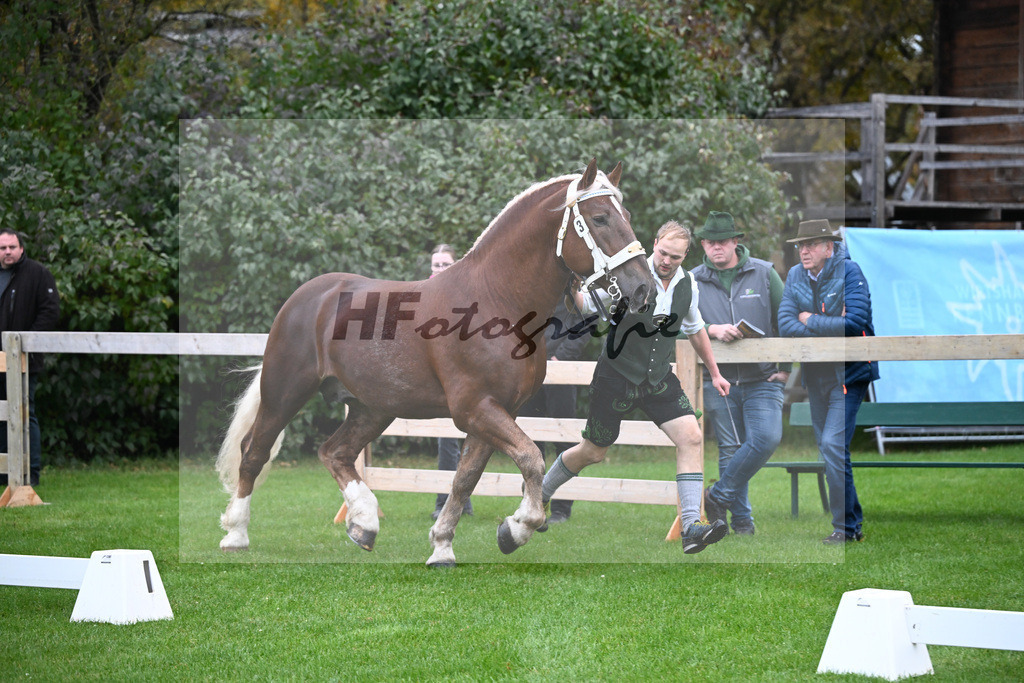 Kat-Nr. 3 Vegas v. Venberg_Waltenberger_41250063 | hf-fotografie - Realizzato con Pictrs.com