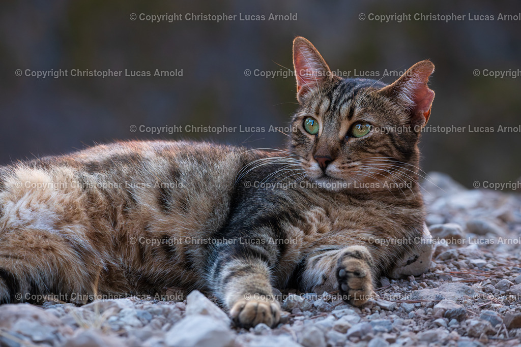 0001 | bildkomponist - Realisiert mit Pictrs.com