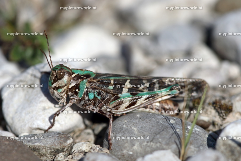 Oedaleus decorus-002 | Das Bilderarchiv über Tiere, Planzen und Landschaften. In der Bilddatenbank finden Sie ein große Auswahl an hochwertigen Bilder für Ihre Werbung - Realisiert mit Pictrs.com