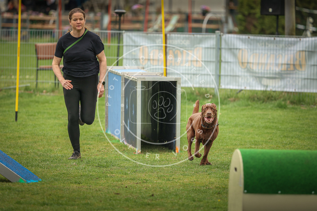 Pfotenfotografie_0L8A1848 | Hundefotografie, Tierfotograf, Pfotenfotografie, Fotoshooting Hund, Hunde Portrait, Hundesport, Hundeportraits, Heideshooting, Hunde, Sportfotograf, Hundefotograf, Turnierhundsport, THS,  - Realisiert mit Pictrs.com