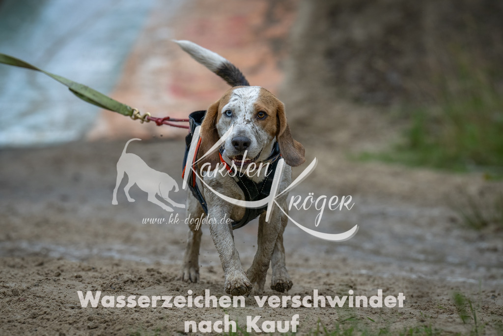 1605_ZZ90284-Bearbeitet | kk-dogfotos