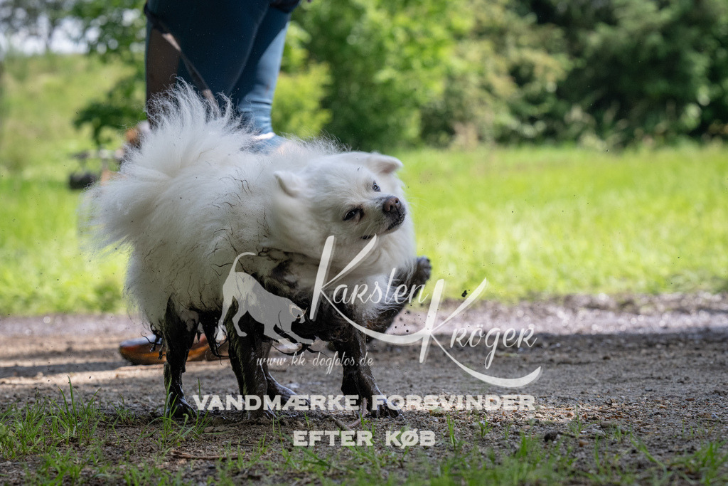 1151_ZZ90002 | kk-dogfotos