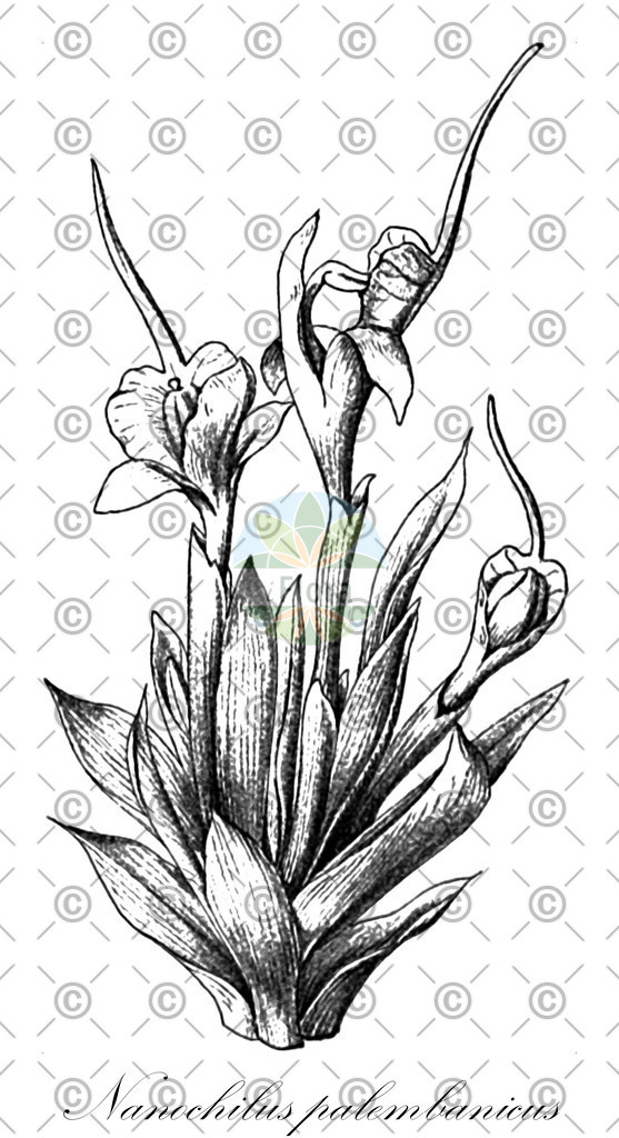 HistAbb_wfo-0001134477_1_ENZY_Simple | Historische Abbildung von Nanochilus palembanicus - Zingiberaceae | Historical Illustration of Nanochilus palembanicus - Zingiberaceae