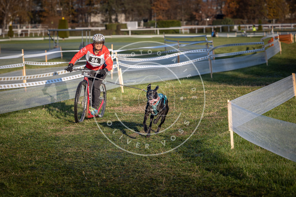 CaniXpix_0L8A3791 | Hundefotografie, Tierfotograf, Pfotenfotografie, Fotoshooting Hund, Hunde Portrait, Hundesport, Hundeportraits, Heideshooting, Hunde, Sportfotograf, Hundefotograf, Turnierhundsport, THS,  - Realisiert mit Pictrs.com