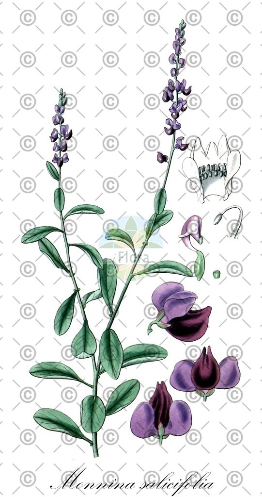 HistAbb_wfo-0001081661_1_ENZY_Simple | Historische Abbildung von Monnina salicifolia - Polygalaceae | Historical Illustration of Monnina salicifolia - Polygalaceae