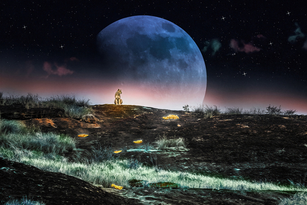 Löwenmond (Fantasy Edition) | Kenia | Premium-Wandbild von justsomewhere.com: Ein surreales, digitales Fine-Art-Kunstwerk einer Löwin auf einem Hügel in Kenia, die im Profil vor einem gigantischen, übergroßen Vollmond und einem leuchtenden Sternenhimmel sitzt. - Realisiert mit Pictrs.com