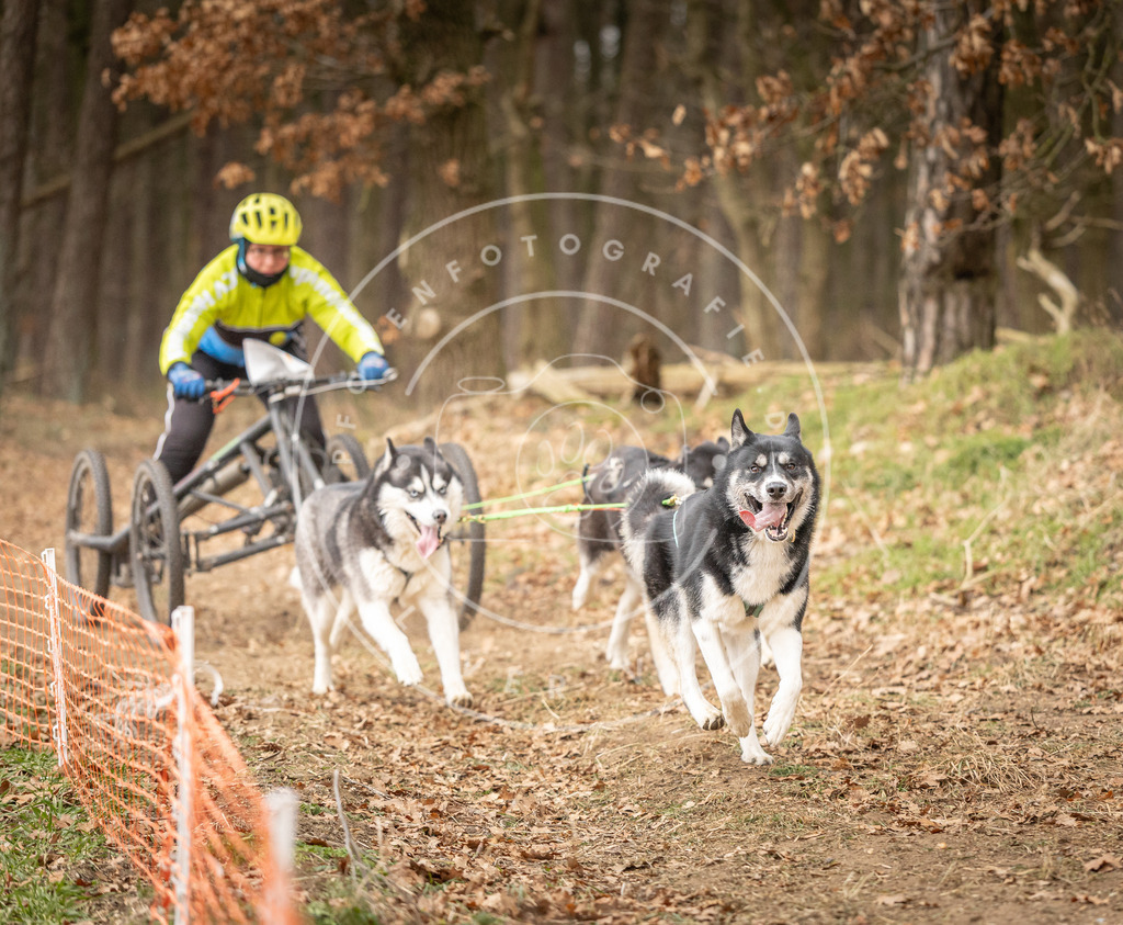 Pfotenfotografie_DV3A4870 | Hundefotografie, Tierfotograf, Pfotenfotografie, Fotoshooting Hund, Hunde Portrait, Hundesport, Hundeportraits, Heideshooting, Hunde, Sportfotograf, Hundefotograf, Turnierhundsport, THS,  - Realisiert mit Pictrs.com