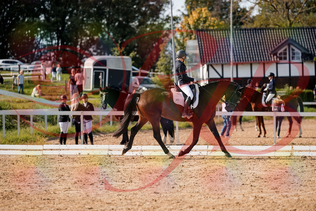 2026_10_03_Siefer-Hof_133610_Z63_96093833 | Professionelle Reitsport-, Turnier- und Eventfotografie von Robert Broda. Galerien mit ausgewählten und bearbeiteten Bildern direkt online ansehen und bestellen.