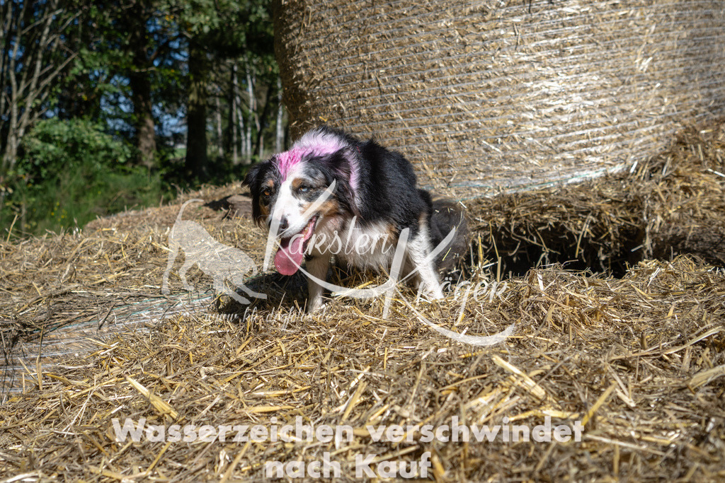 1217_ZZ91228-2 | kk-dogfotos